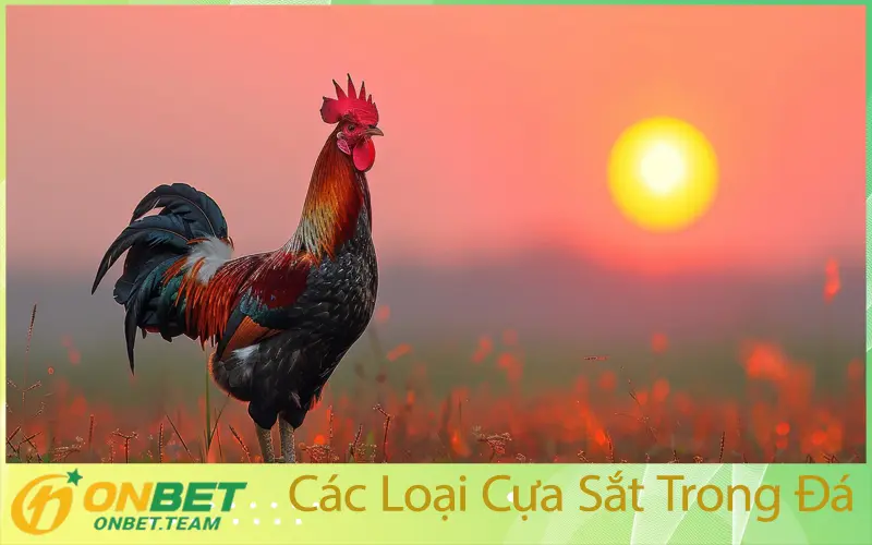 Các Loại Cựa Sắt Trong Đá Gà
