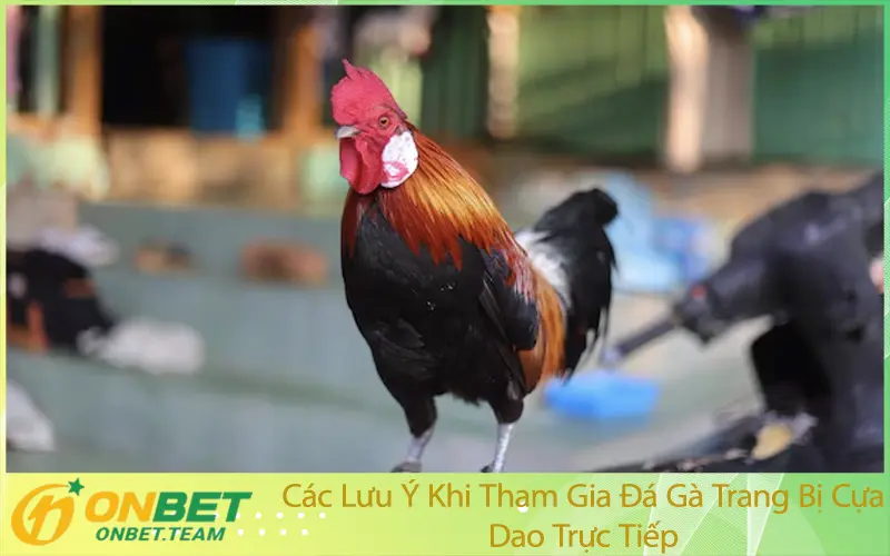 Các Lưu Ý Khi Tham Gia Đá Gà Trang Bị Cựa Dao Trực Tiếp