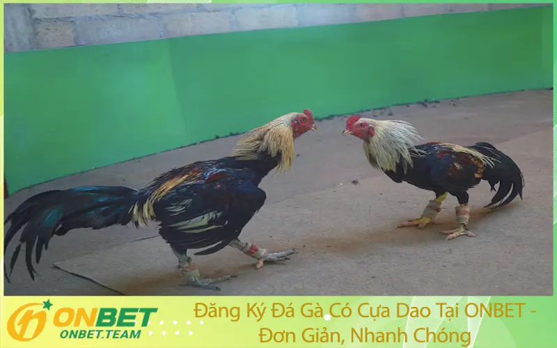 Đăng Ký Đá Gà Có Cựa Dao Tại ONBET - Đơn Giản, Nhanh Chóng