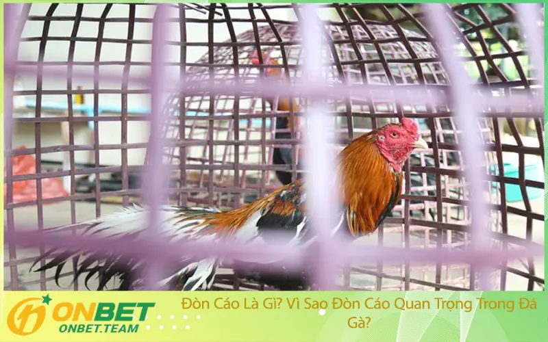 Đòn Cáo Là Gì? Vì Sao Đòn Cáo Quan Trọng Trong Đá Gà?