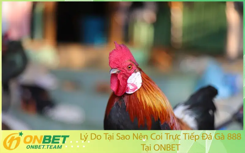 Lý Do Tại Sao Nên Coi Trực Tiếp Đá Gà 888 Tại ONBET