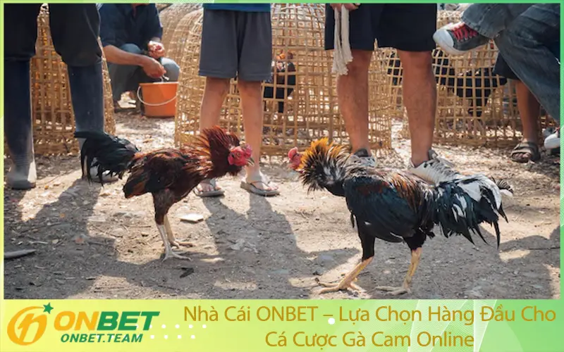 Nhà Cái ONBET – Lựa Chọn Hàng Đầu Cho Cá Cược Gà Cam Online