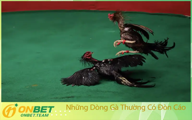 Những Dòng Gà Thường Có Đòn Cáo