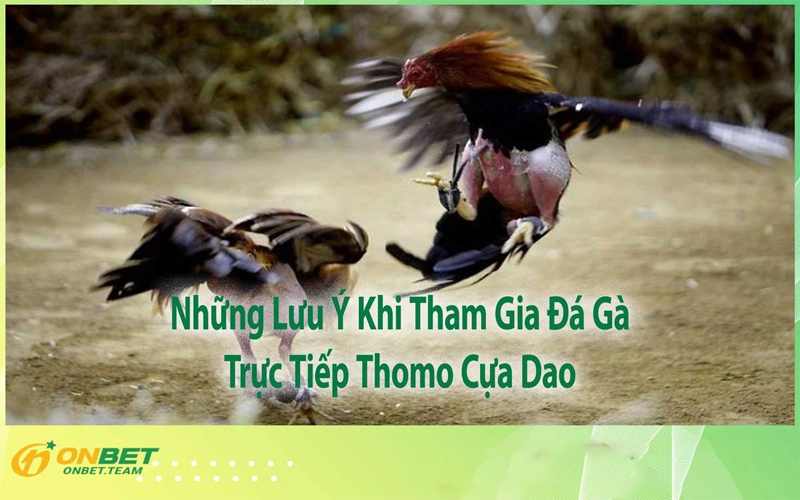 Những Lưu Ý Khi Tham Gia Đá Gà Trực Tiếp Thomo Cựa Dao