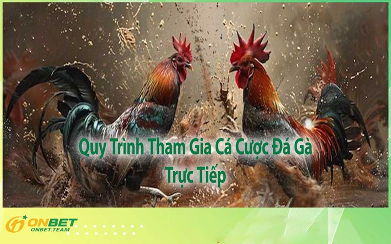 Quy Trình Tham Gia Cá Cược Đá Gà Trực Tiếp
