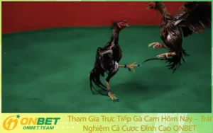 Tham Gia Trực Tiếp Gà Cam Hôm Nay – Trải Nghiệm Cá Cược Đỉnh Cao ONBET