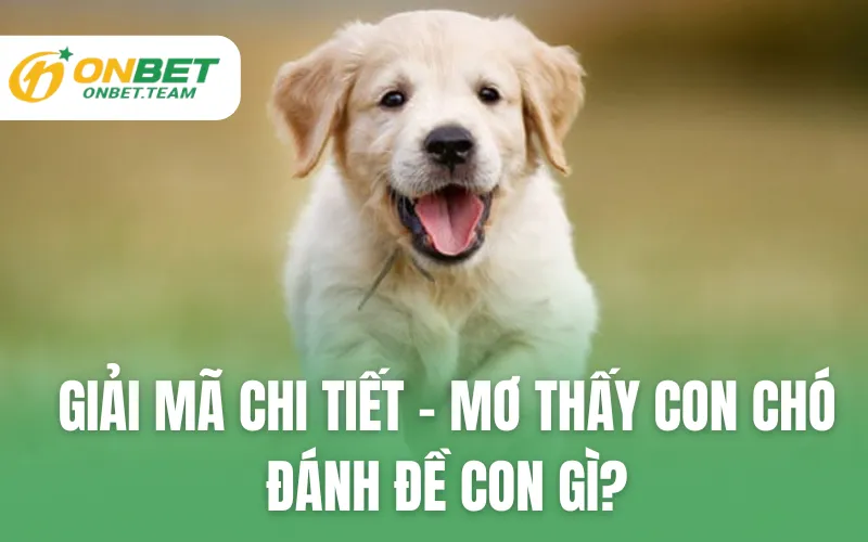 Giải Mã Chi Tiết - Mơ Thấy Con Chó Đánh Đề Con Gì?