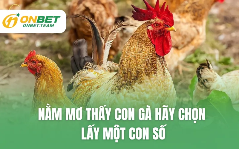 Nằm mơ thấy con gà hãy chọn lấy một con số