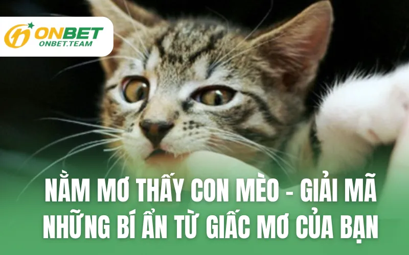 Nằm Mơ Thấy Con Mèo - Giải Mã Những Bí Ẩn Trong Đêm