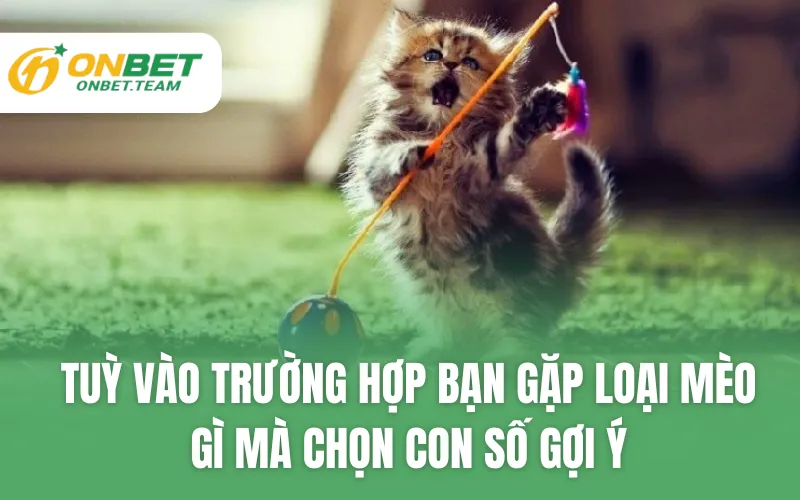 Tuỳ vào trường hợp bạn gặp loại mèo gì mà chọn con số gợi ý