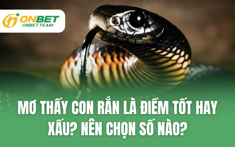 Mơ Thấy Con Rắn Là Điềm Tốt Hay Xấu? Nên Chọn Số Nào?