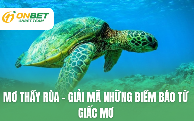 Mơ thấy rùa – giải mã những điềm báo từ giấc mơ